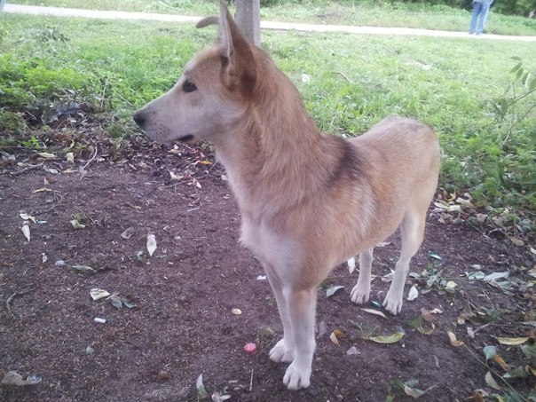 собака - Московская обл. г. Лобня, бывшедомашняя собака, чуть старше года, требуется передержка и стерилизация WAve9JichnE